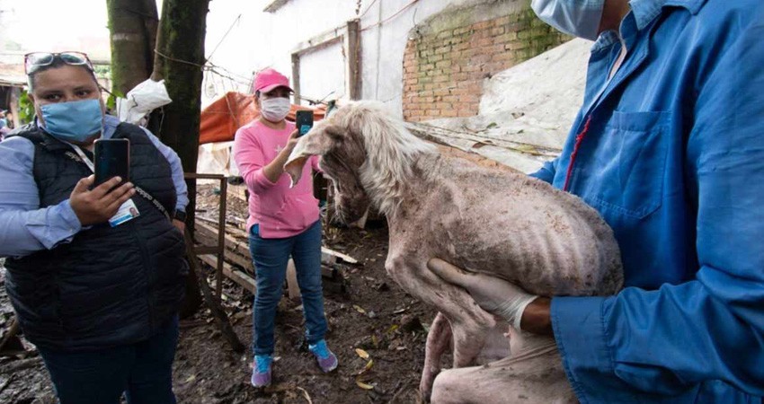 Con gusanos y en los huesos… hallan 35 perros de ‘Don Chocolate’ Con gusanos y en los huesos… hallan 35 perros de ‘Don Chocolate’
