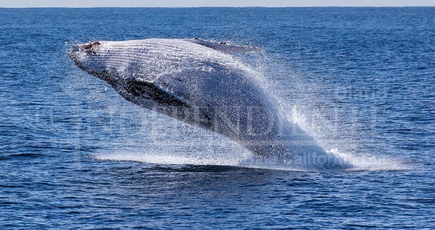 A más de un de iniciada la temporada de ballenas, Semarnat no libera permisos de avistamiento