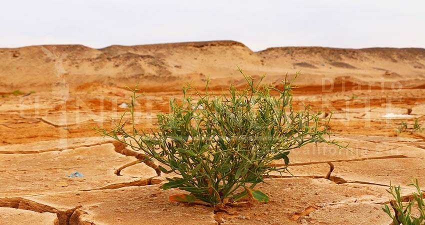 Llevará un tiempo mitigar crisis hídrica de BCS, advierte Milena Quiroga