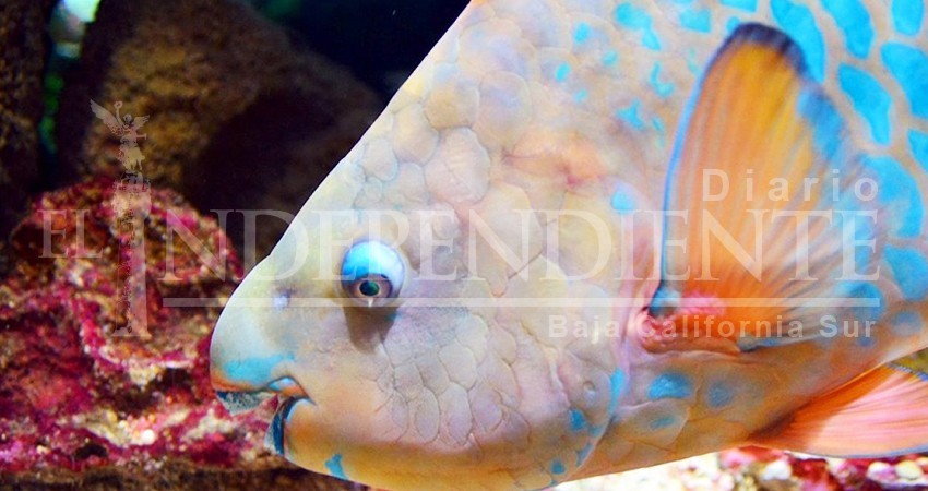 Fedecoop a favor de la protección del pez perico en BCS