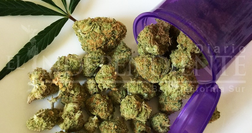Padres de familia no ven con buenos ojos la regulación del cannabis Padres de familia no ven con buenos ojos la regulación del cannabis