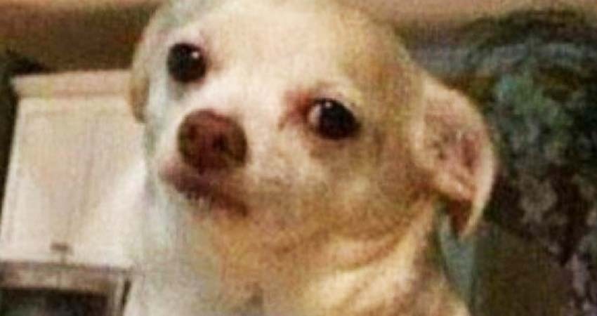 Decirle ‘mascota’ a tu perro puede ser 'ofensivo': PETA pide no hacerlo Decirle ‘mascota’ a tu perro puede ser 'ofensivo': PETA pide no hacerlo