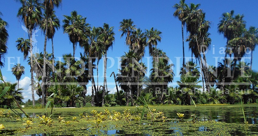 Ecología realizará un muestreo del agua del Estero para verificar contaminantes