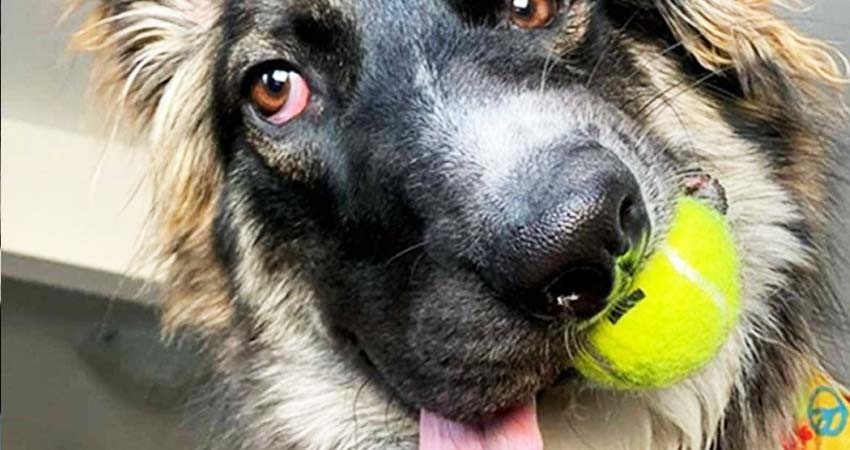 Conoce a Brodie, el perrito 'cara chueca' más tierno Conoce a Brodie, el perrito 'cara chueca' más tierno