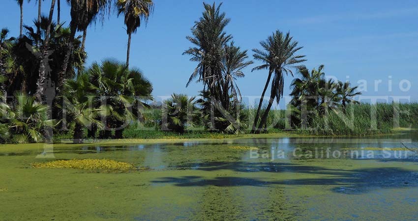 Superficie que declara al Estero como área natural protegida está respetada: Catastro
