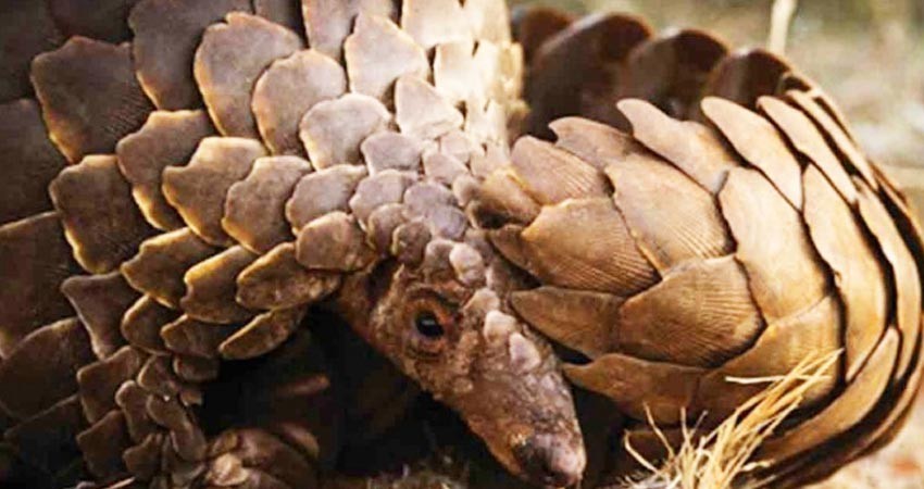 Este es el animal que pudo transmitir el coronavirus Este es el animal que pudo transmitir el coronavirus