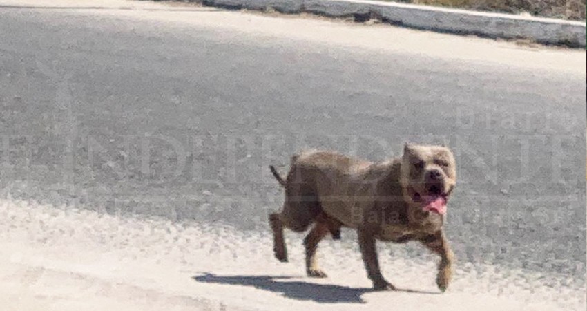 Alarmante el índice de personas atacadas por perros en vía pública en CSL