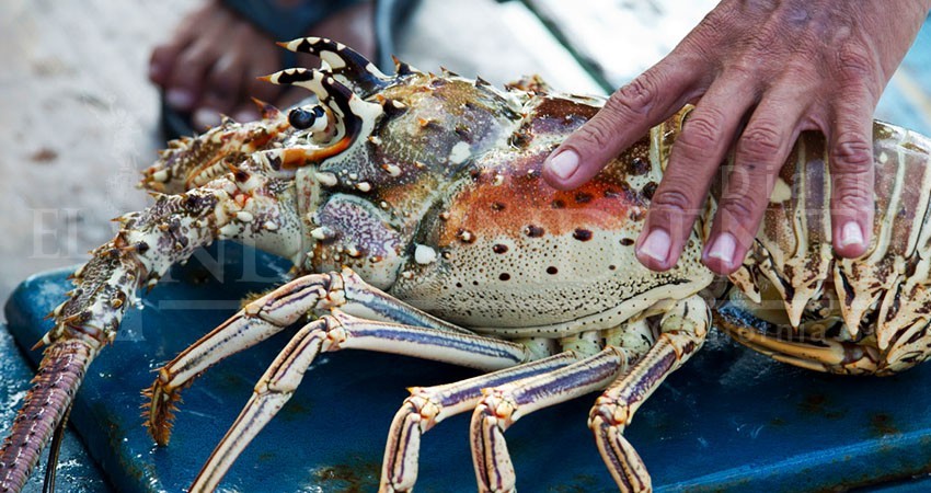Coronavirus afectó la comercialización de langosta desde BCS hacia China