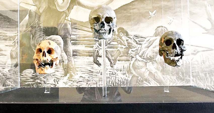 Relatan con huesos la evolución humana en el Museo de Tepexpan Relatan con huesos la evolución humana en el Museo de Tepexpan