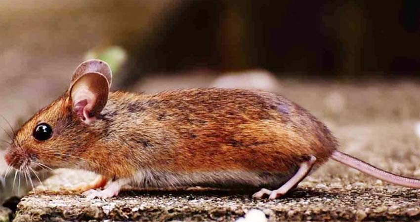 Zoológico te invita a 'bautizar' ratón como tu ex para ser alimento de víbora Zoológico te invita a 'bautizar' ratón como tu ex para ser alimento de víbora