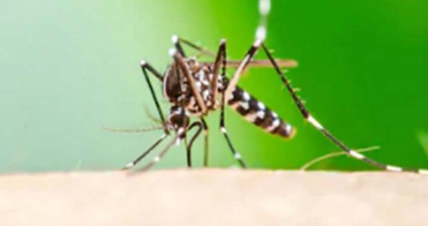 El dengue azota a Paraguay, van 16 muertos y hospitales se saturan El dengue azota a Paraguay, van 16 muertos y hospitales se saturan