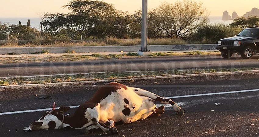 Ciudadanos de El Tezal denuncian falta de voluntad gubernamental para retirar ganado de las zonas urbanas