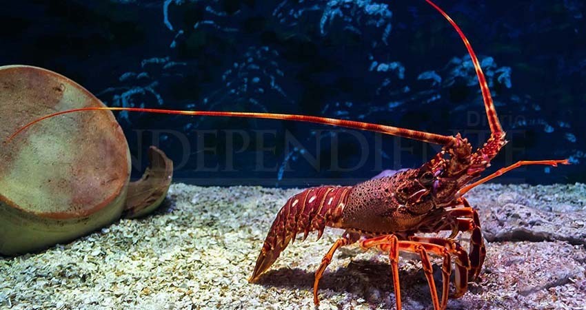 Pérdidas millonarias para la pesca de BCS por restricciones con China