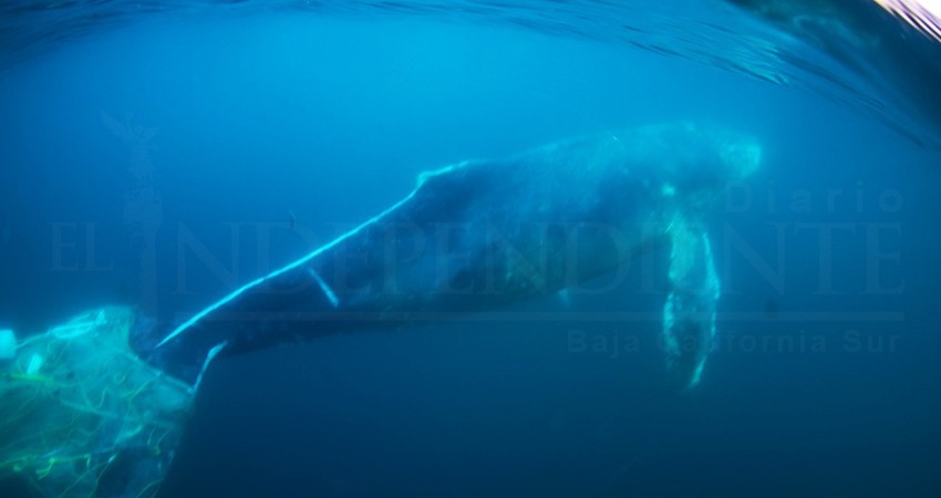 En alerta Raben en el Pacífico Mexicano por ballena enmallada ubicada en Los Cabos