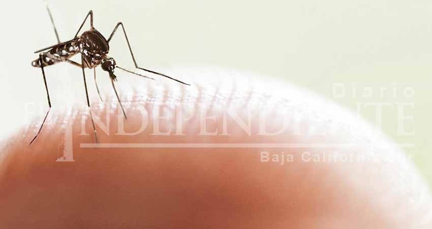 Cerró BCS primer bimestre del año con dos casos de dengue confirmados