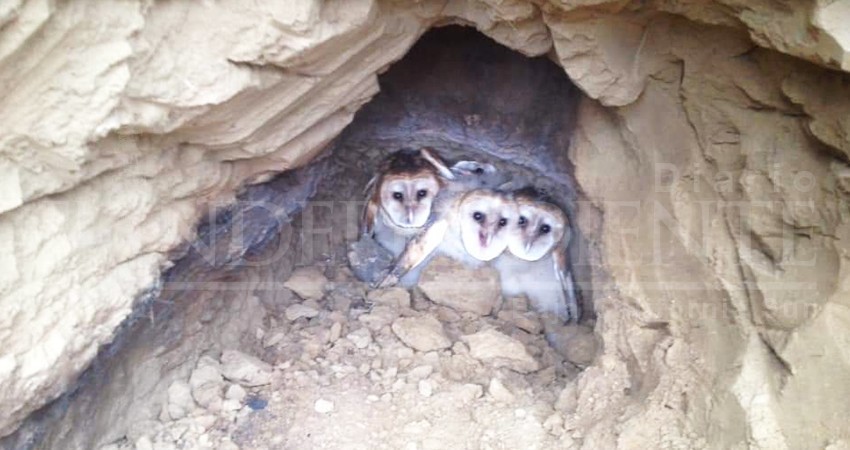 ¡Que las autoridades hagan algo!, denuncian daños ambientales en Sierra La Laguna 