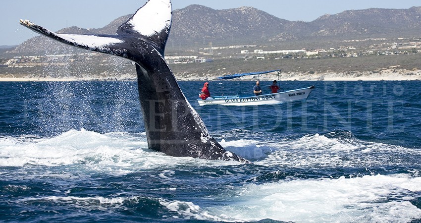 Preocupa posible levantamiento de veda de Ballena Gris en Estados Unidos Preocupa posible levantamiento de veda de Ballena Gris en Estados Unidos