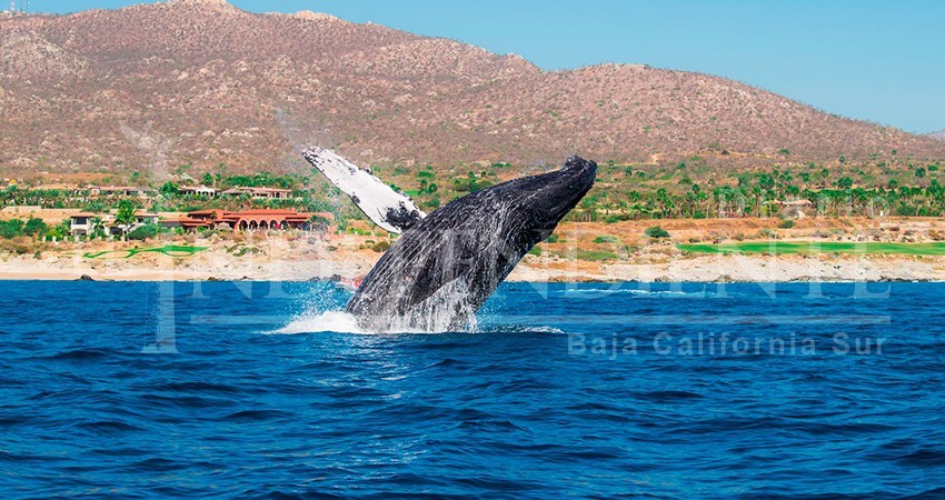Urge Senado mexicano pronunciamiento federal contra caza de ballenas en EE UU