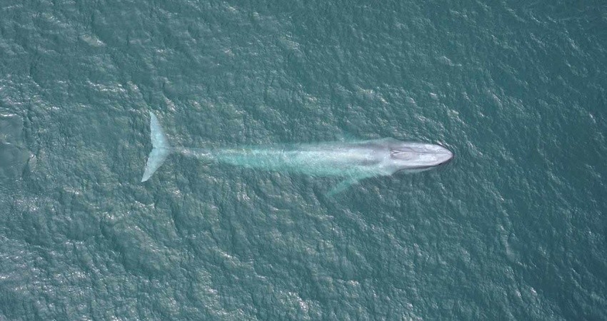 Ante propagación de COVID-19, cancelan festival de la Ballena Azul en Loreto