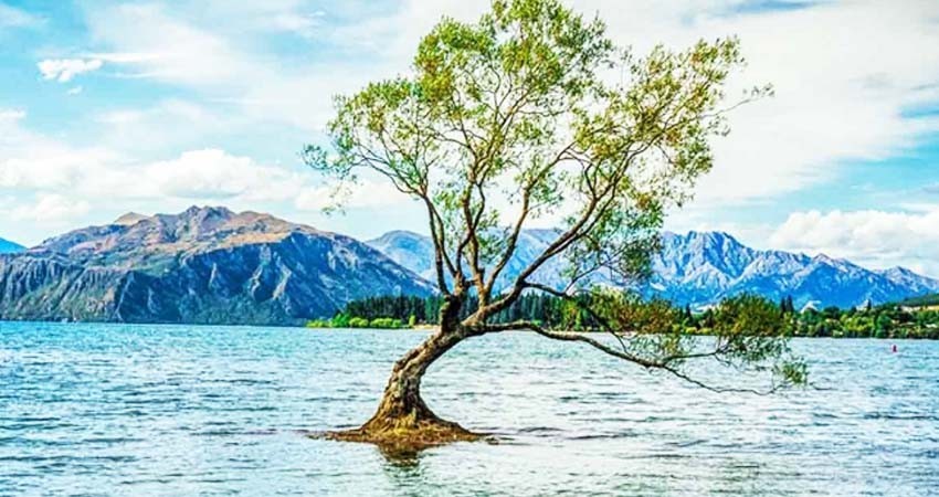 Dañan el árbol más famoso de Nueva Zelanda