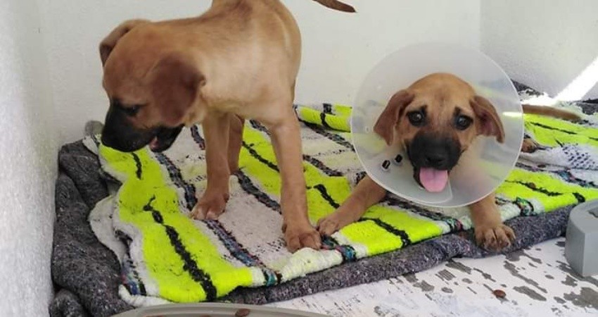 Continúa el CEMAC trabajando en atención a los perritos en adopción