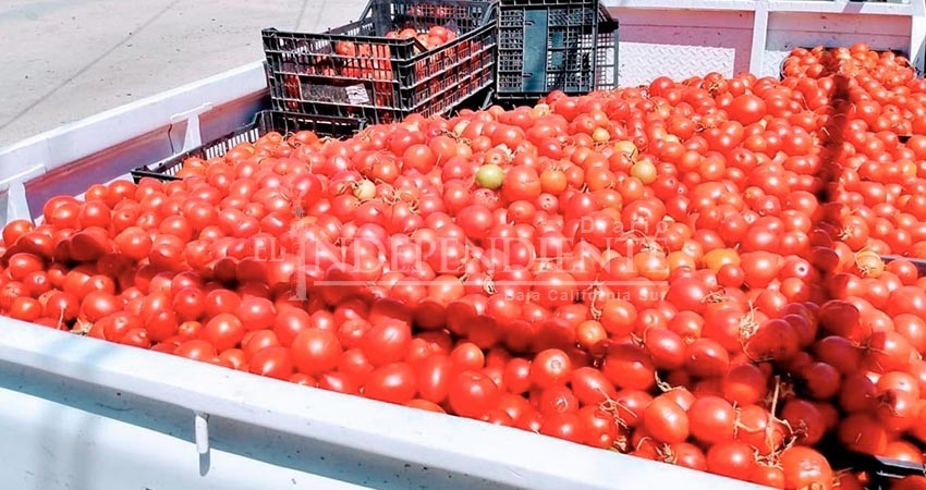 Regalan agricultores de Elías Calles toneladas de tomate a CSL