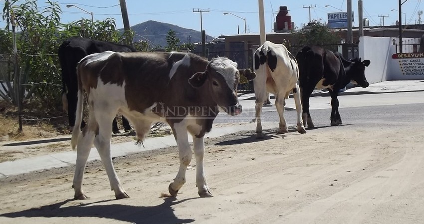Suman más de 20 denuncias penales por robo de ganado en BCS durante este año 