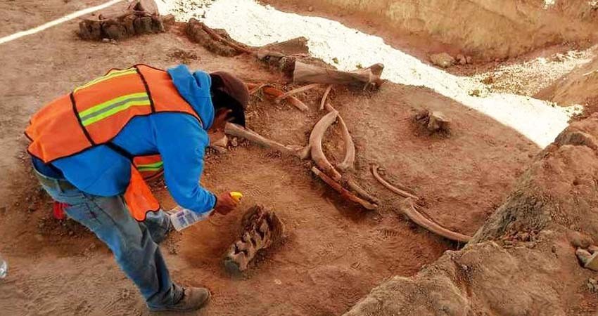 Los mamuts encontrados en Santa Lucía no fueron cazados por el hombre Los mamuts encontrados en Santa Lucía no fueron cazados por el hombre