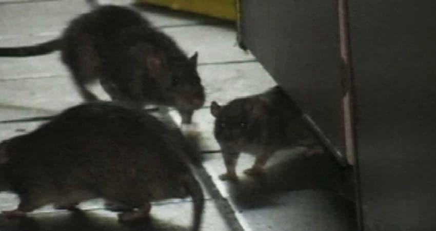Ratas agresivas y hasta caníbales por falta de comida, alertan en EU