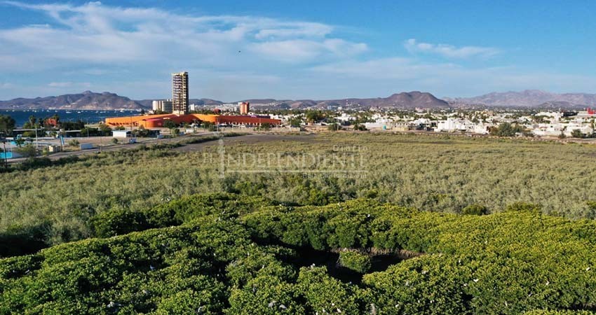Manglar de El Conchalito, su importancia para la bahía de La Paz