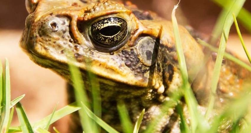 Sapos gigantes y tóxicos invaden el sur de Florida