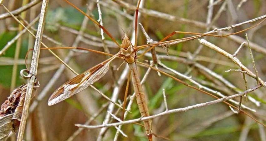 Mosquitos muestran resistencia a insecticidas, revela estudio