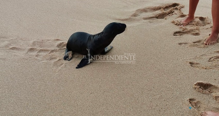 Sorprende a bañistas cría de Lobo Marino merodeando en playas de CSL Sorprende a bañistas cría de Lobo Marino merodeando en playas de CSL