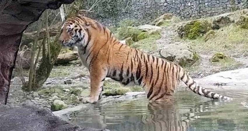 Tigre mata a cuidadora en zoológico