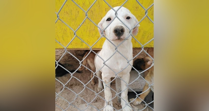 Durante junio fueron dados en adopción cinco perros por parte del CEMAC Durante junio fueron dados en adopción cinco perros por parte del CEMAC