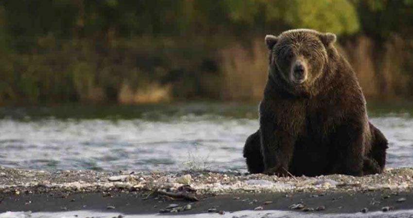 Trump autoriza la caza de osos y lobos en Alaska; protestan ecologistas