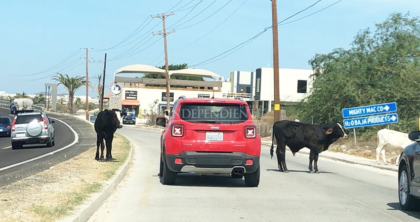 Indiferencia federal por atender presencia de vacas en la Transpeninsular