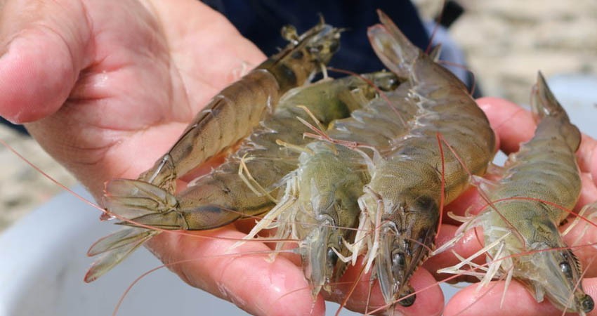 Detectan coronavirus en camarones; China suspende importación