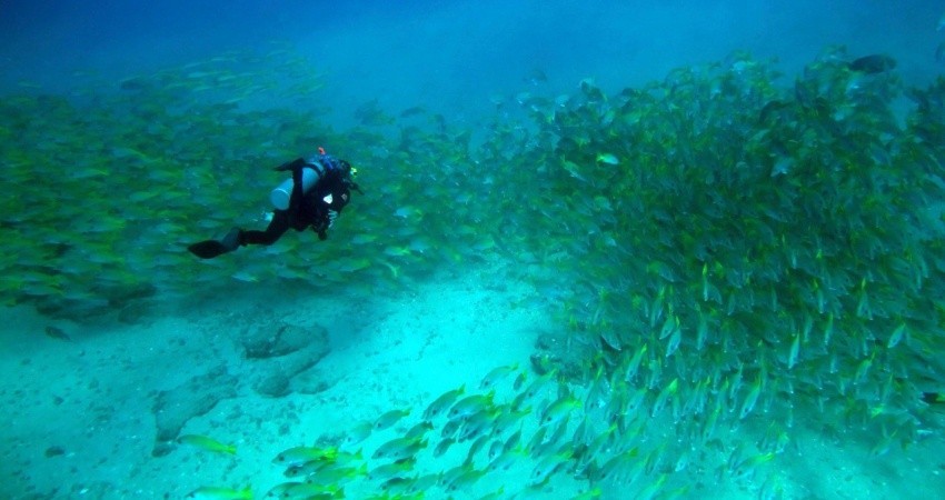 Líderes científicos disertarán sobre el éxito de Cabo Pulmo como Parque Nacional