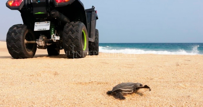 Inicia temporada alta de desove de tortugas marinas; piden que se respeten los nidos