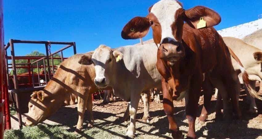 De enero a junio crece exportación de ganado a EU, informa CNOG De enero a junio crece exportación de ganado a EU, informa CNOG