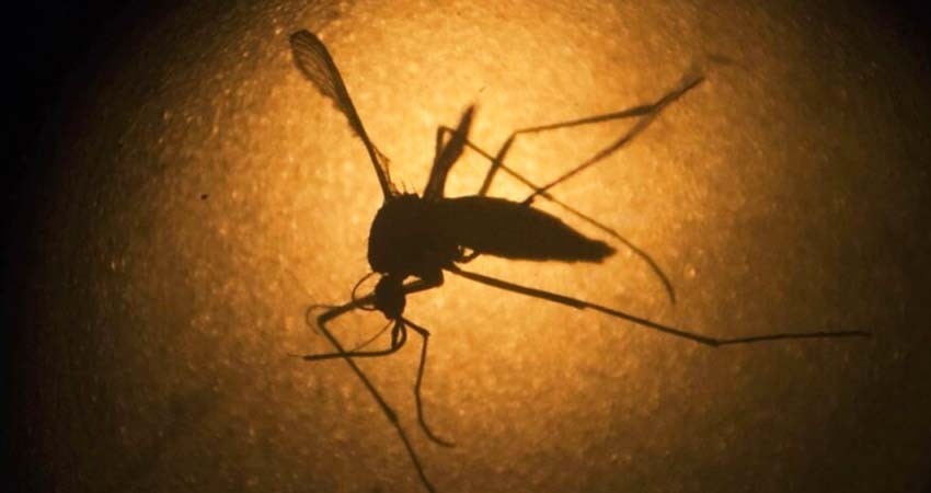 Liberarán mosquitos modificados genéticamente para combatir zika
