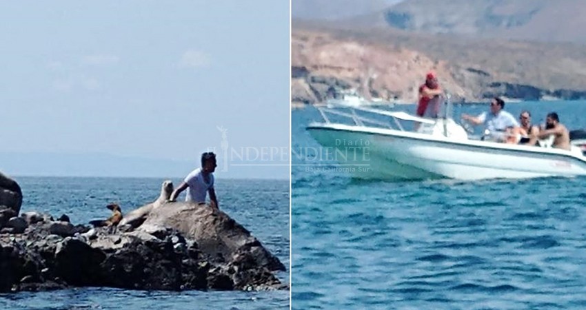Se bajan a nadar con los lobos marinos en Balandra estando las playas cerradas