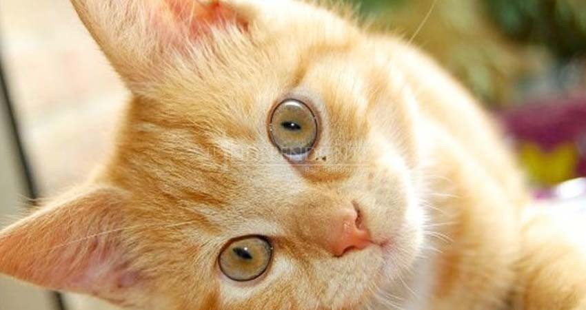 Proponen regulación para “animales domésticos” en BCS