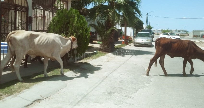 Se mantiene el robo de ganado en BCS durante la pandemia 