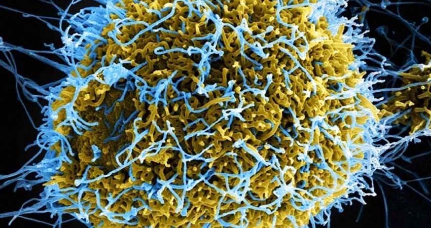 Hallan vía celular implicada en resistencia al ébola y al coronavirus