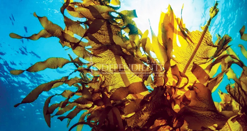 Descubren insecticida en algas marinas; podría ser efectivo contra el mosquito transmisor del dengue Descubren insecticida en algas marinas; podría ser efectivo contra el mosquito transmisor del dengue