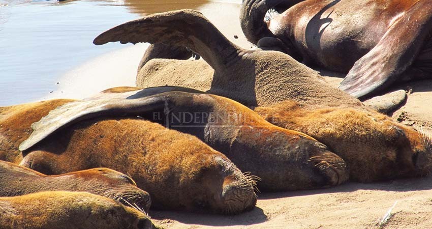 Cientos de lobos marinos mueren en costas del Pacífico; PROFEPA investiga en secreto