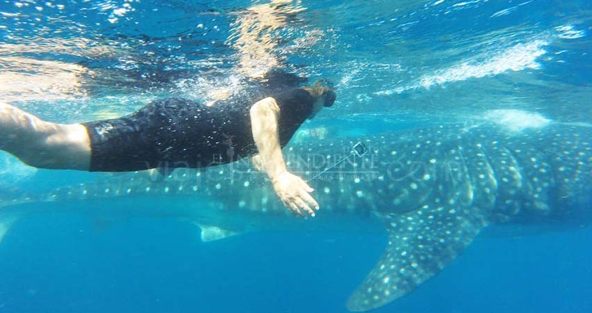 Nadar con tiburón ballena, sin permiso, puede acarrear multas por 4 mdp Nadar con tiburón ballena, sin permiso, puede acarrear multas por 4 mdp