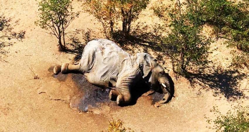 Descubren a 'asesinos' de más de 300 elefantes en África